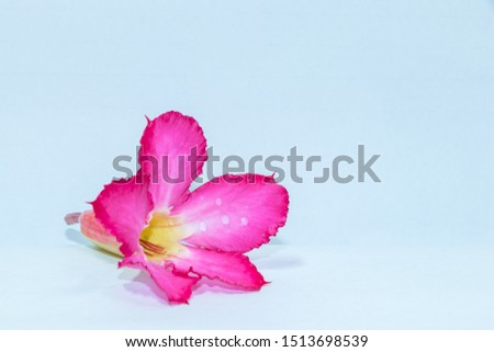 Picture of pink azalea flowers in a white background