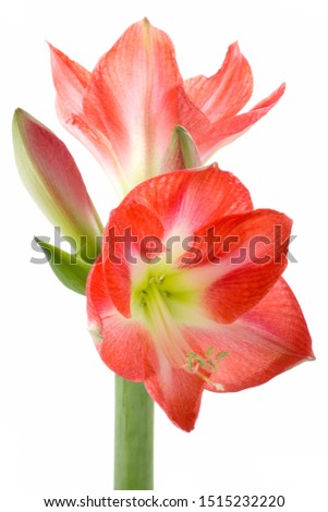 Hippeastrum bulbs flower, isolated on white background