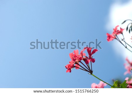 Beautiful red flowers growing against a blue sky, with free space for text