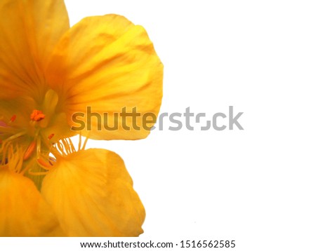 Yellow flower isolated on white background. Ideal background for invitations, web, business cards and advertisements. Sunny day concepts. Blurred image