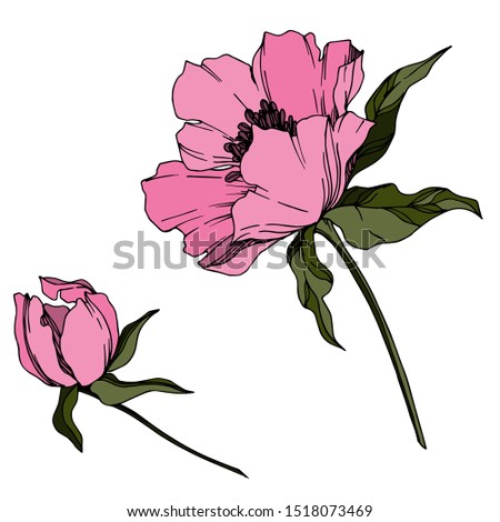 Vector Peony floral botanical flowers. Wild spring leaf wildflower isolated. Black and white engraved ink art. Isolated peonies illustration element on white background.