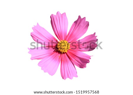 Pink cosmos flower isolated on white background with clipping path.