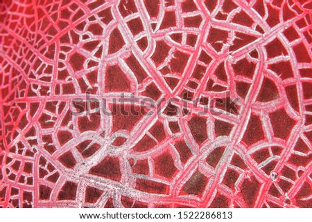 texture  color of red background