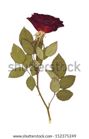 Dried rose. Isolated on white