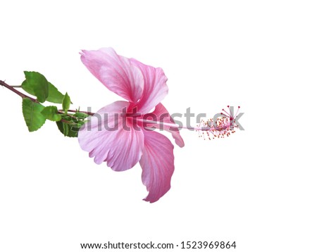 Fresh  hibiscus rosa sinensis flowers pink color petal blooming with long pollen patterns and green stem leaves isolated on white background