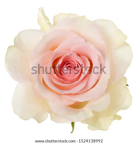 Pink rose isolated on white background closeup. Rose flower head in air, without shadow. Top view, flat lay...