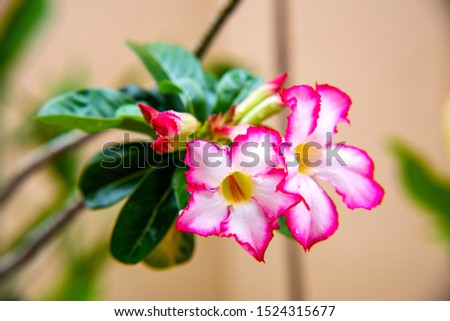 The beautiful pink Azalea flowers with vivid colors