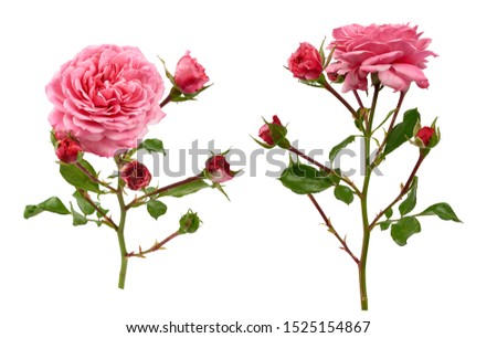 branch with green leaves and pink blooming rose buds isolated on white background, close up