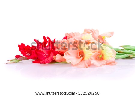 gladiolus flower isolated on white background
