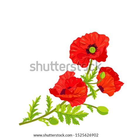 Bouquet of poppy flowers. Vector illustration. Composition of poppy flowers, leaves, buds.