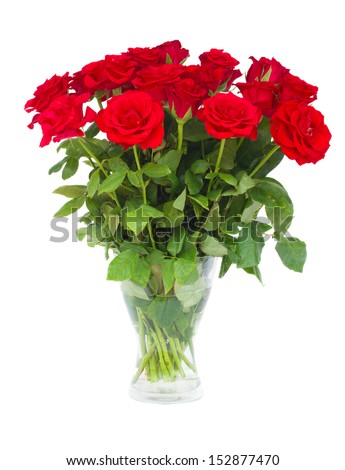 bouquet  of scarlet roses in vase    isolated on white background