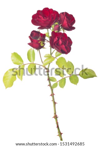beautiful red color rose isolated on white background