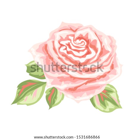 Decorative pink rose. Beautiful realistic flower isolated on white background.