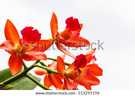 Beautiful Orange orchid on white background