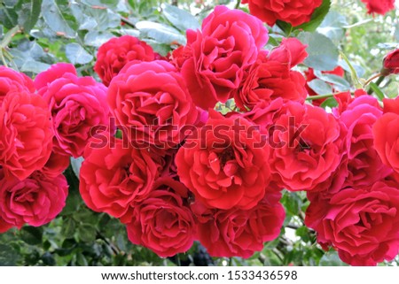 A rose bush in bloom, a bunch of red roses
