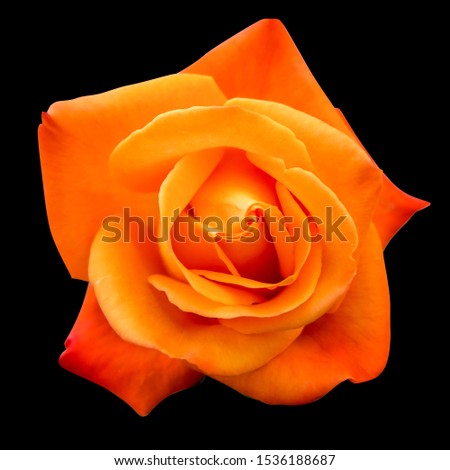 Isolated Rose flower in dark background to easy selection 