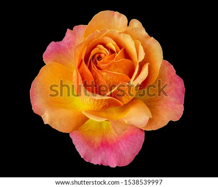single isolated orange pink yellow rose blossom macro,black background, in fine art still life vintage painting style