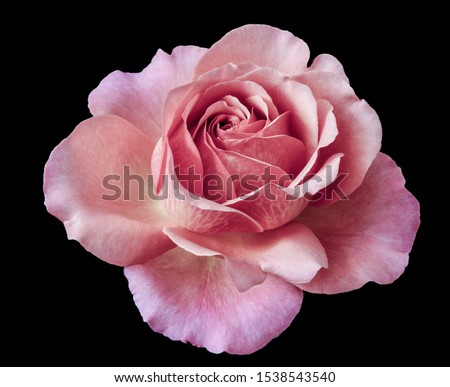 isolated pastel pink rose blossom macro,black background, in fine art still life vintage painting style