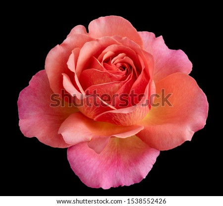 isolated orange red pink rose blossom macro,black background, in fine art still life vintage painting style