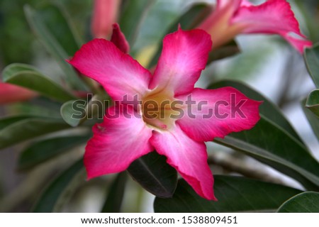 Adenium obesum is a species of flowering plant in the dogbane family, Apocynaceae, it called kamboja jepang in indonesian. it is beautifull pink flowers. 