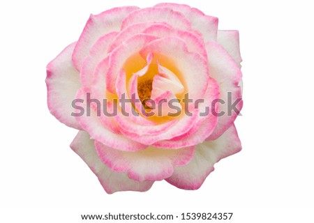 This flower is Rose.
The blank part can be used for the message board.