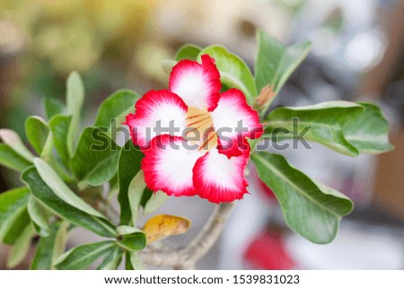 Fresh red and white desert rose, mock azalea, pinkbignonia or impala lily flowers bloom in the garden on blur nature background.