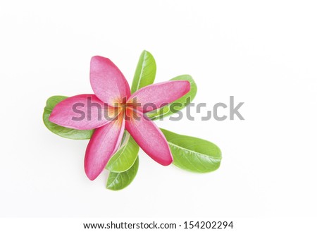 Pink and white frangipani
