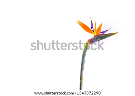 Strelitzia reginae flower, Bird of paradise flower, Tropical flower isolated on white background. Copy space 