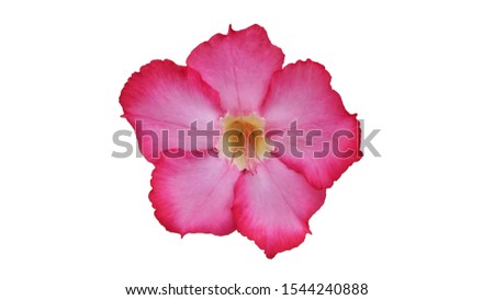 Adenium pink on white background                   