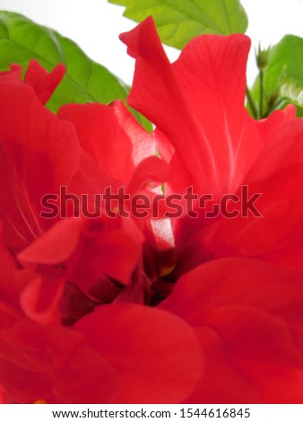 Blurred abstract hibiscus flower background.