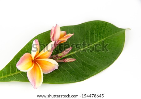 Frangipani and leaf on white background .