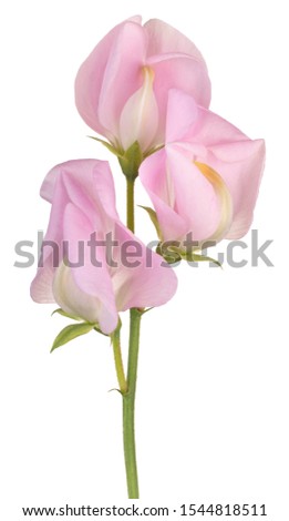 Studio Shot of Pink Colored Sweet Pea Flowers Isolated on White Background. Large Depth of Field (DOF). Macro. Close-up.