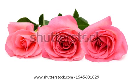 three pink rose flowers lay down on white