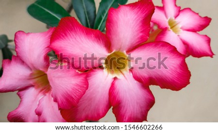 Red frangipani flowers that look beautiful when blooming. Macro Photography