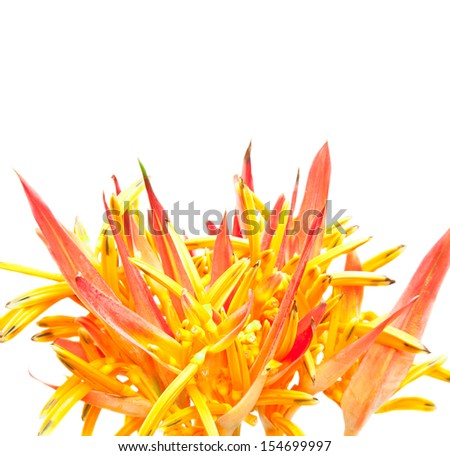 Orange tropical Flowers isolated on white