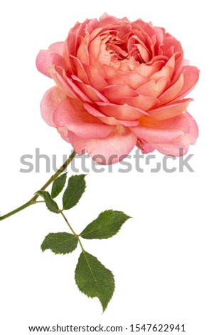 Pink flower of rose, isolated on white background