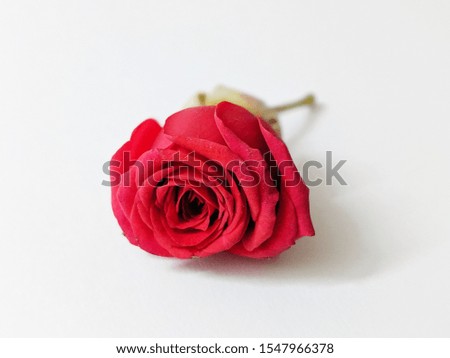a beautiful red rose on white background representing love and peace