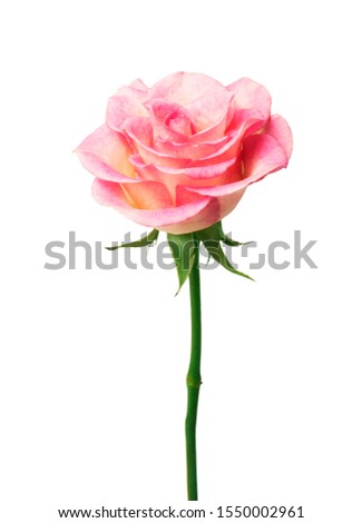  single pink rose, isolated on white background