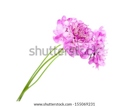 lilac garden Scabiosa isolated on white