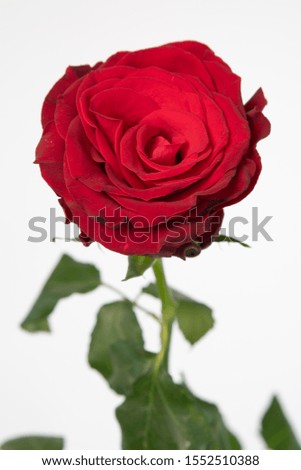 Rosa large flowering Premium Rhodos - Flower 