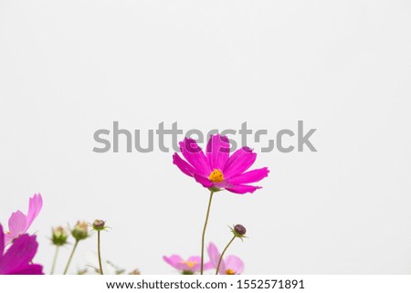 Pink cosmos flower in studio cut in decoration
