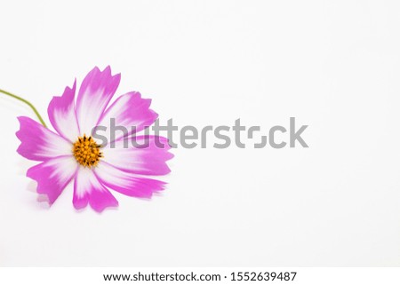 Studio Shot of Pink and white Cosmos Flower Isolated on White in decoration