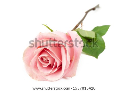 beautiful pink rose isolated on white background	