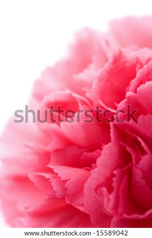 macro of carnation flower isolated
