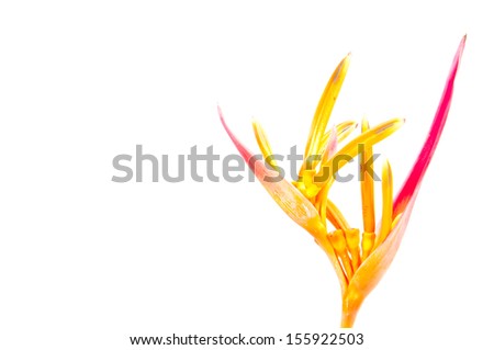 Tropical flowers isolated on white