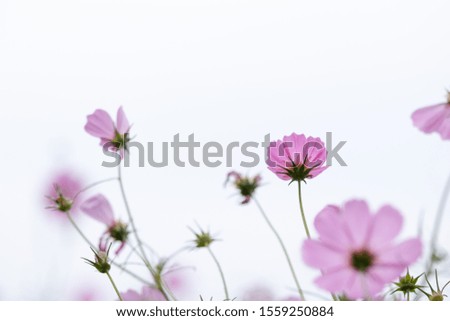 Soft selective focus pink and white colorful cosmos flowers field against the sky, sweet and blossom wedding or valentine white background, beautiful flowers blossom spring season with copy space