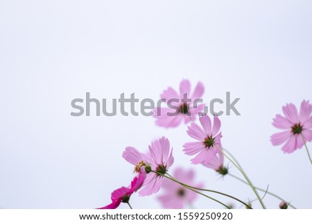 Soft selective focus pink and white colorful cosmos flowers field against the sky, sweet and blossom wedding or valentine white background, beautiful flowers blossom spring season with copy space