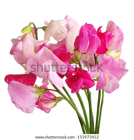 Sweet pea flowers isolated on white background