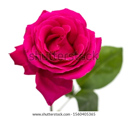pink rose flower white background