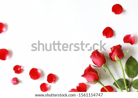 Top view of red rose flower blooming with red rose petals, isolated on white background